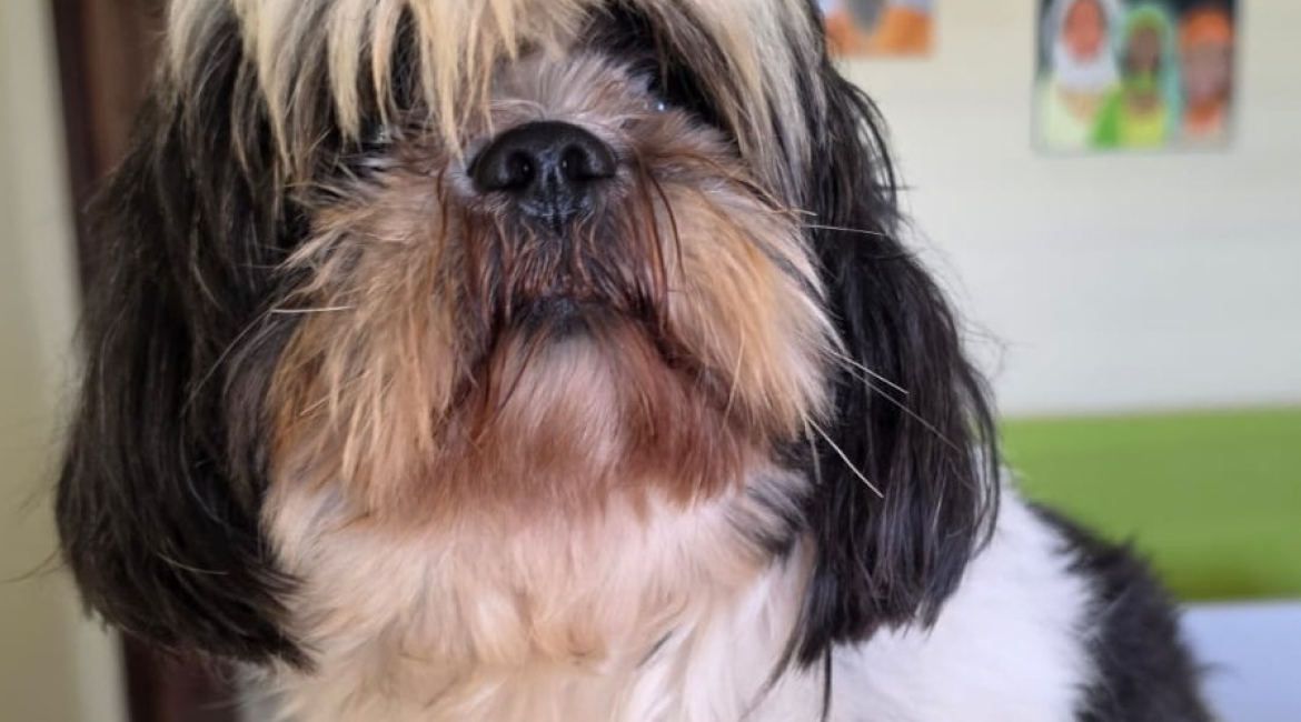 Cachou - mâle- 5 ans 